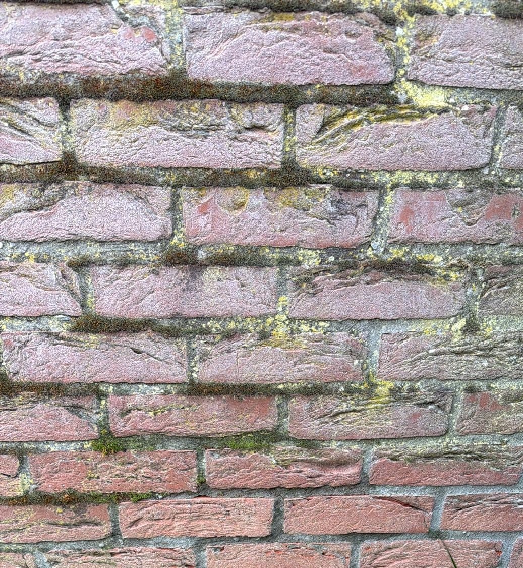 Close-up of red bricks with dark moss and yellow and green patches along the joints