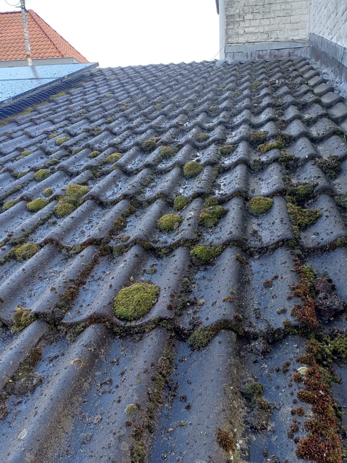 Slope of dark tiles covered in cushions of green moss, a light brick wall at the top right, in Flémalle