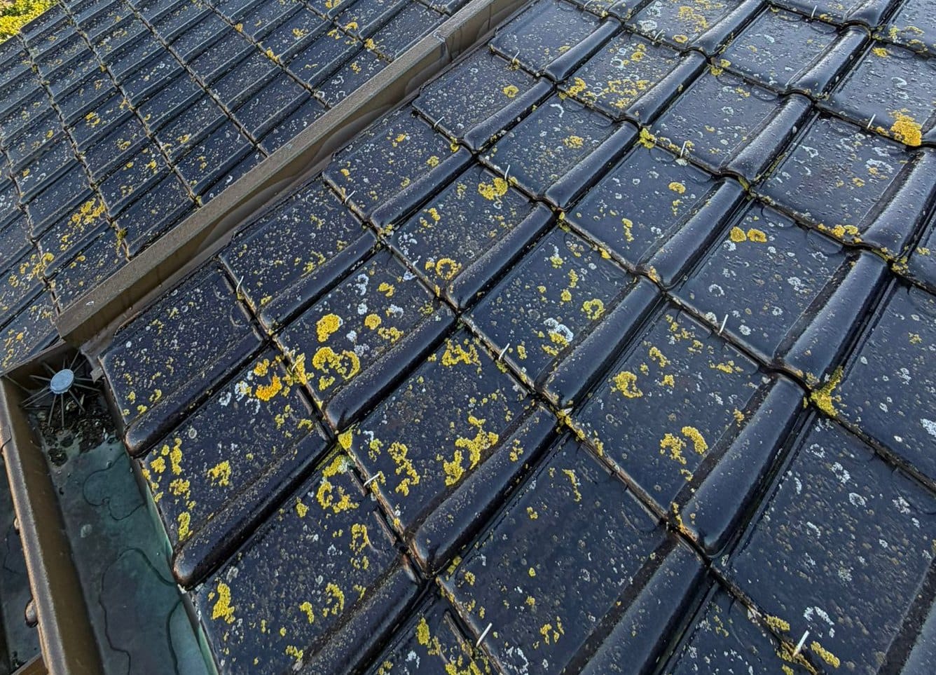 Dark tiles covered in yellow and white lichen patches, on either side of a valley, above a gutter