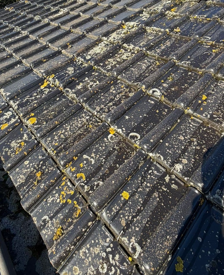 Slope of dark tiles covered in yellow and grey lichens, with moss in the overlaps