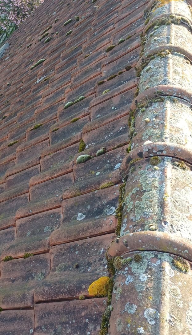 Slope of red tiles seen from the ridge, with moss in the rows and lichen on the ridge tiles, in Ramillies